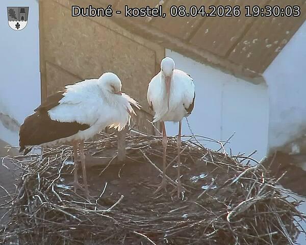 Capi_Dubne_20260408_193003.jpg (1350&nbsp;x&nbsp;1080)