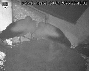 Capi_Dubne_20260408_204502.jpg (1350&nbsp;x&nbsp;1080)