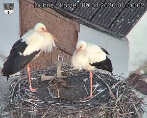 Capi_Dubne_20260409_061002.jpg (1350&nbsp;x&nbsp;1080)