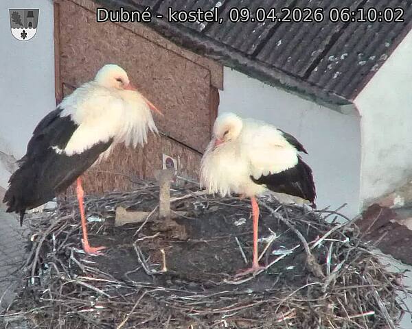 Capi_Dubne_20260409_061002.jpg (1350&nbsp;x&nbsp;1080)