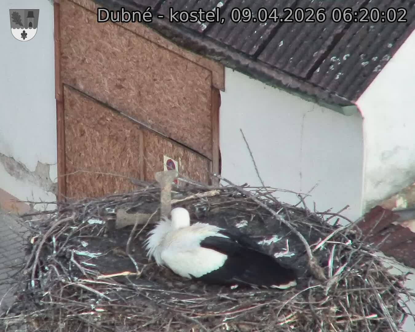 Capi_Dubne_20260409_062002.jpg (1350&nbsp;x&nbsp;1080)