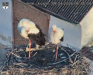 Capi_Dubne_20260409_064504.jpg (1350&nbsp;x&nbsp;1080)