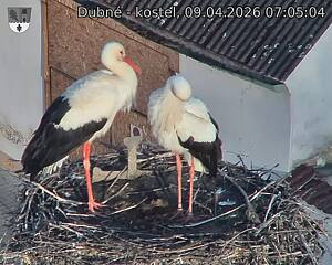 Capi_Dubne_20260409_070504.jpg (1350&nbsp;x&nbsp;1080)