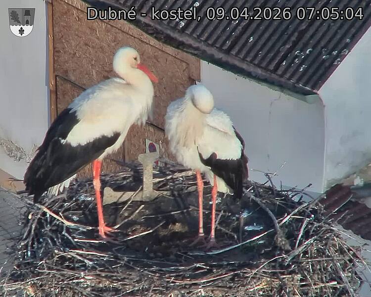 Capi_Dubne_20260409_070504.jpg (1350&nbsp;x&nbsp;1080)