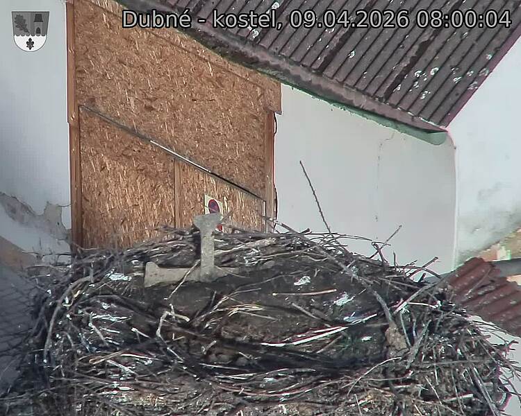 Capi_Dubne_20260409_080004.jpg (1350&nbsp;x&nbsp;1080)