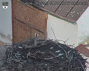 Capi_Dubne_20260409_083003.jpg (1350&nbsp;x&nbsp;1080)