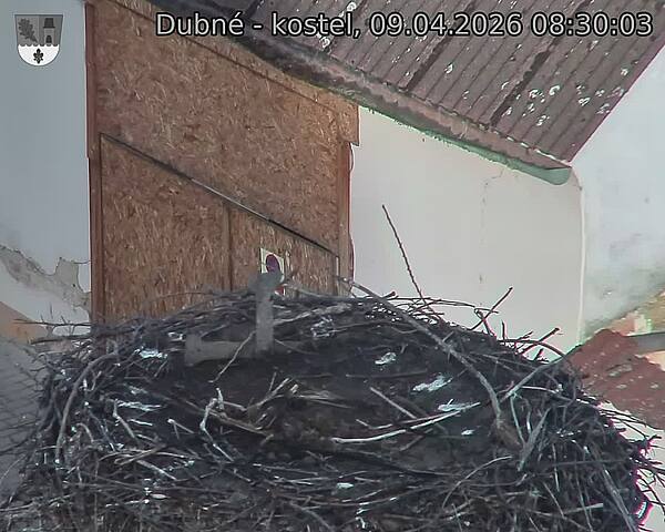 Capi_Dubne_20260409_083003.jpg (1350&nbsp;x&nbsp;1080)