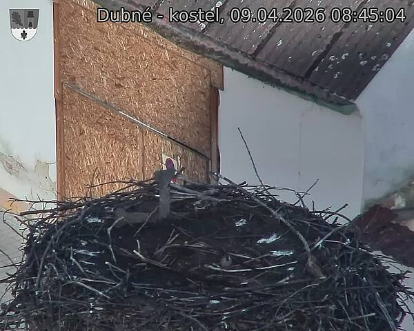 Capi_Dubne_20260409_084504.jpg (1350&nbsp;x&nbsp;1080)