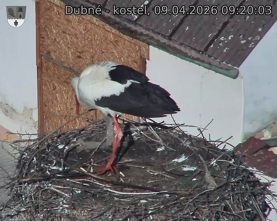 Capi_Dubne_20260409_092003.jpg (1350&nbsp;x&nbsp;1080)