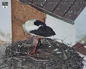 Capi_Dubne_20260409_092003.jpg (1350&nbsp;x&nbsp;1080)