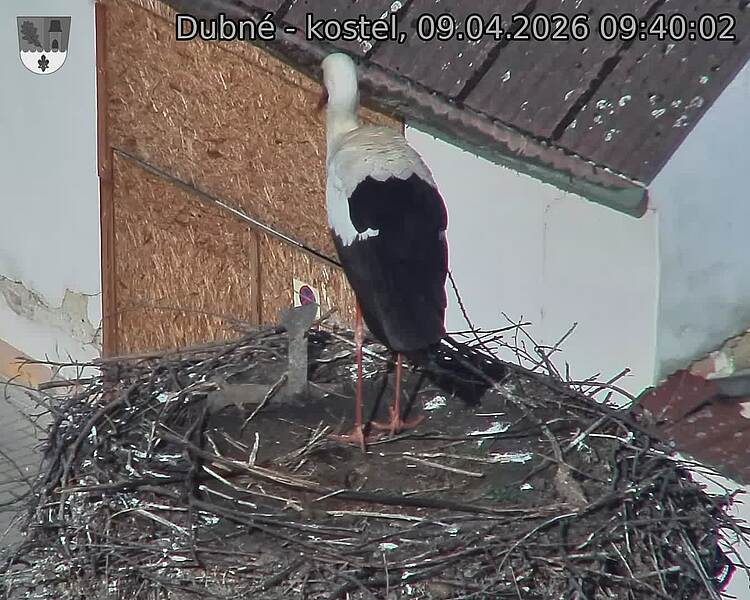 Capi_Dubne_20260409_094002.jpg (1350&nbsp;x&nbsp;1080)