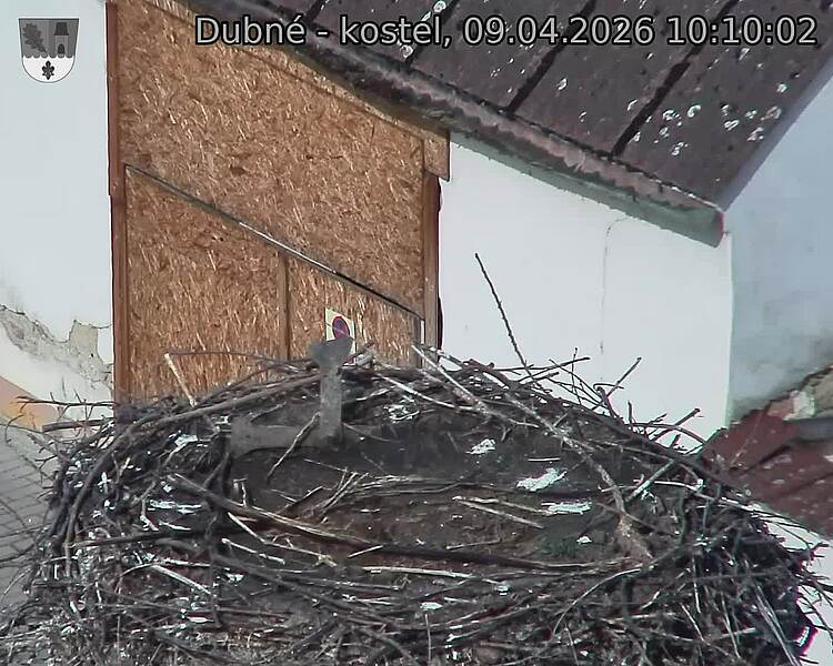 Capi_Dubne_20260409_101002.jpg (1350&nbsp;x&nbsp;1080)