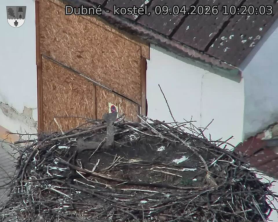 Capi_Dubne_20260409_102003.jpg (1350&nbsp;x&nbsp;1080)