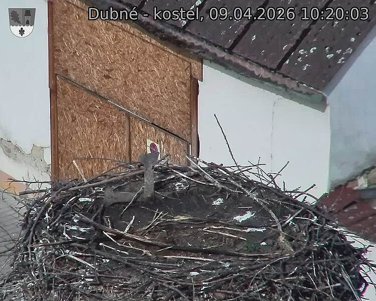 Capi_Dubne_20260409_102003.jpg (1350&nbsp;x&nbsp;1080)