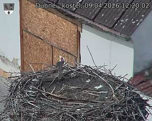 Capi_Dubne_20260409_122002.jpg (1350&nbsp;x&nbsp;1080)