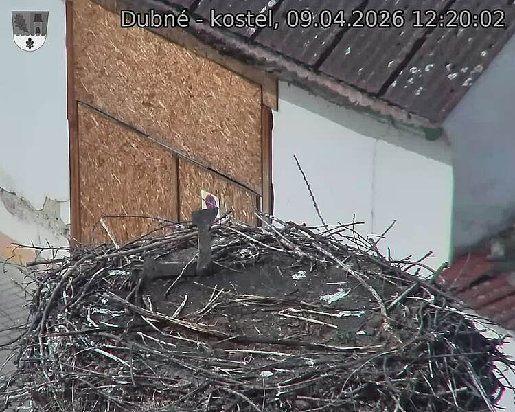 Capi_Dubne_20260409_122002.jpg (1350&nbsp;x&nbsp;1080)