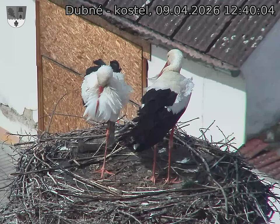 Capi_Dubne_20260409_124004.jpg (1350&nbsp;x&nbsp;1080)