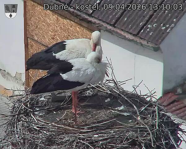 Capi_Dubne_20260409_131003.jpg (1350&nbsp;x&nbsp;1080)