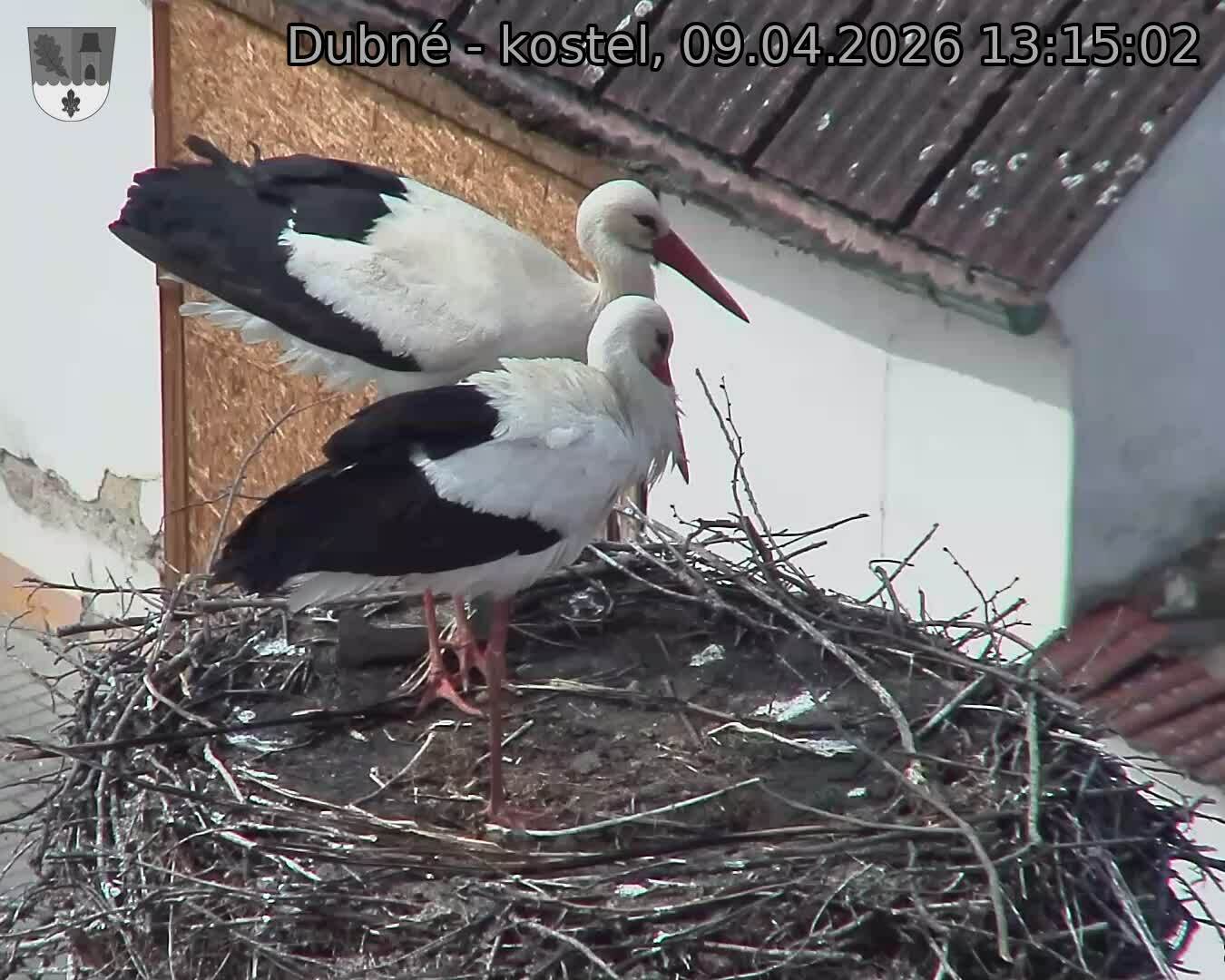 Capi_Dubne_20260409_131502.jpg (1350&nbsp;x&nbsp;1080)