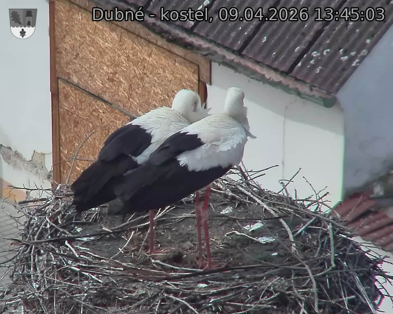 Capi_Dubne_20260409_134503.jpg (1350&nbsp;x&nbsp;1080)