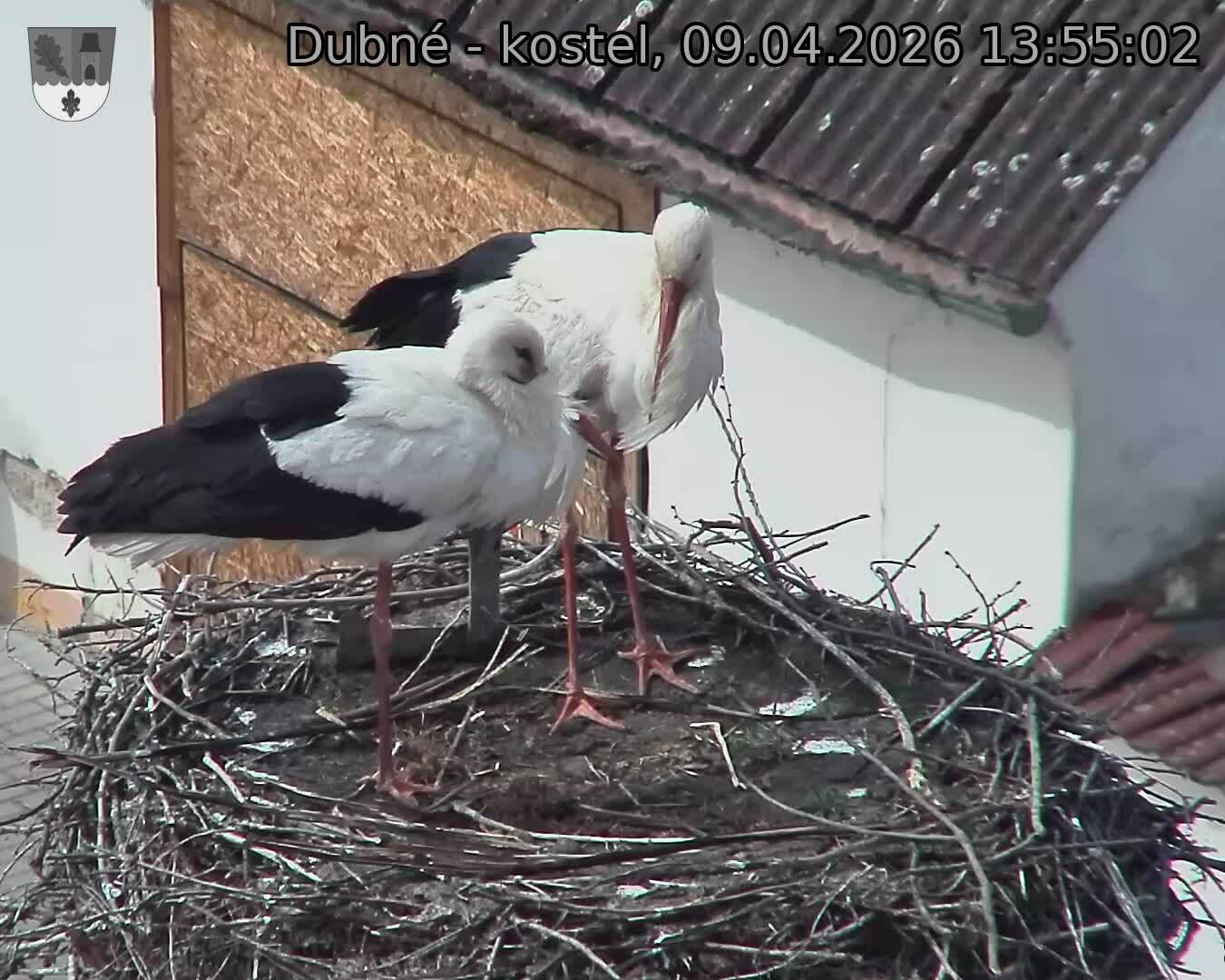 Capi_Dubne_20260409_135502.jpg (1350&nbsp;x&nbsp;1080)