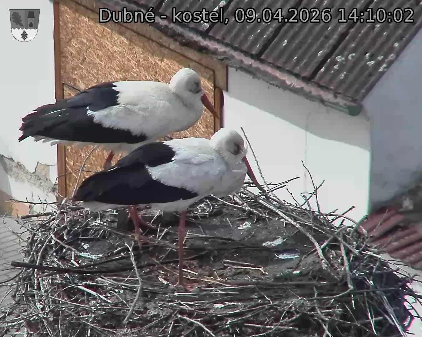 Capi_Dubne_20260409_141002.jpg (1350&nbsp;x&nbsp;1080)