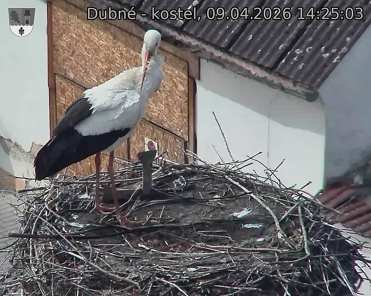 Capi_Dubne_20260409_142503.jpg (1350&nbsp;x&nbsp;1080)