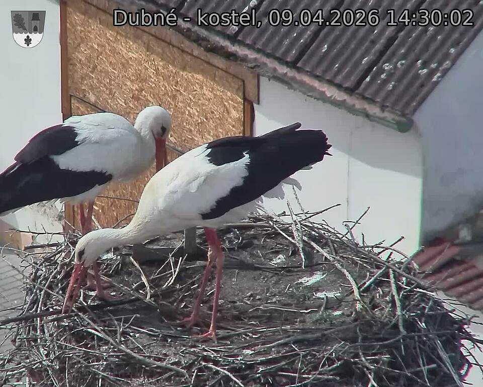 Capi_Dubne_20260409_143002.jpg (1350&nbsp;x&nbsp;1080)