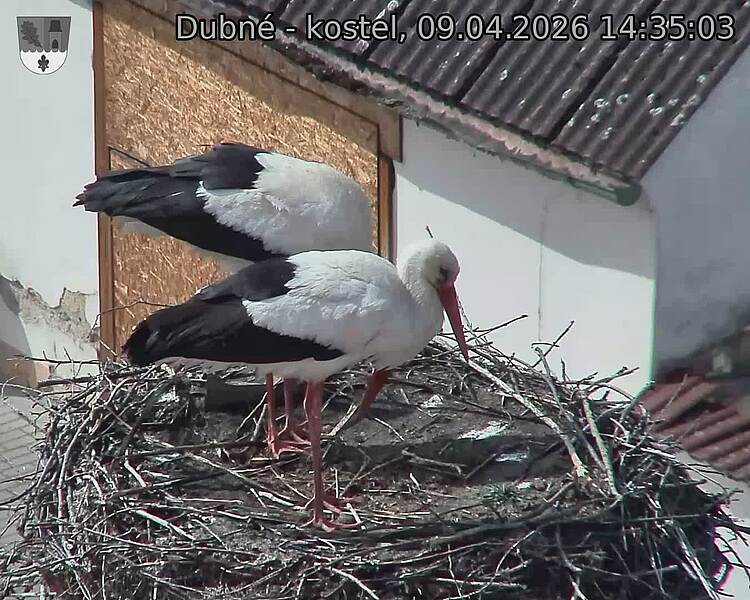 Capi_Dubne_20260409_143503.jpg (1350&nbsp;x&nbsp;1080)