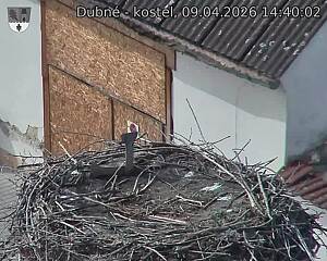 Capi_Dubne_20260409_144002.jpg (1350&nbsp;x&nbsp;1080)