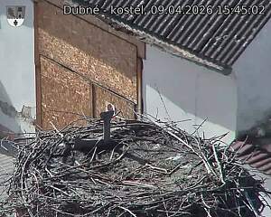 Capi_Dubne_20260409_154503.jpg (1350&nbsp;x&nbsp;1080)