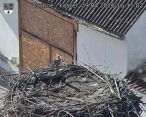 Capi_Dubne_20260409_161502.jpg (1350&nbsp;x&nbsp;1080)