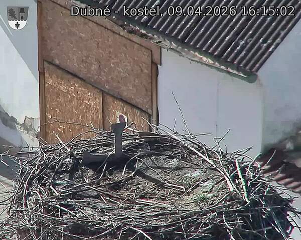 Capi_Dubne_20260409_161502.jpg (1350&nbsp;x&nbsp;1080)