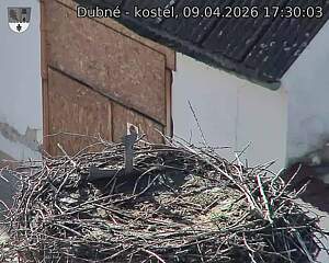 Capi_Dubne_20260409_173003.jpg (1350&nbsp;x&nbsp;1080)