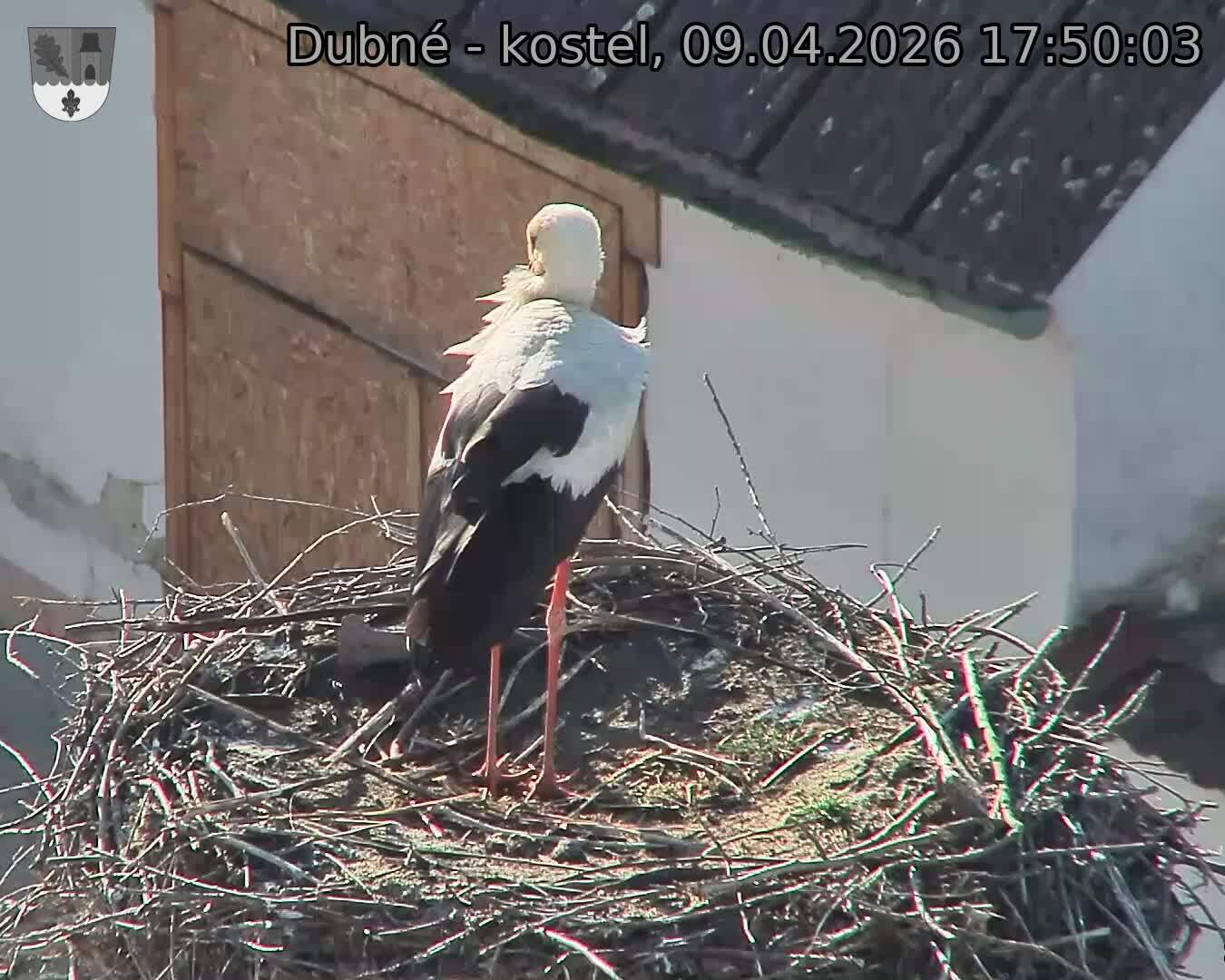 Capi_Dubne_20260409_175003.jpg (1350&nbsp;x&nbsp;1080)
