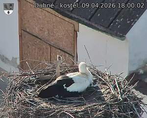 Capi_Dubne_20260409_180002.jpg (1350&nbsp;x&nbsp;1080)