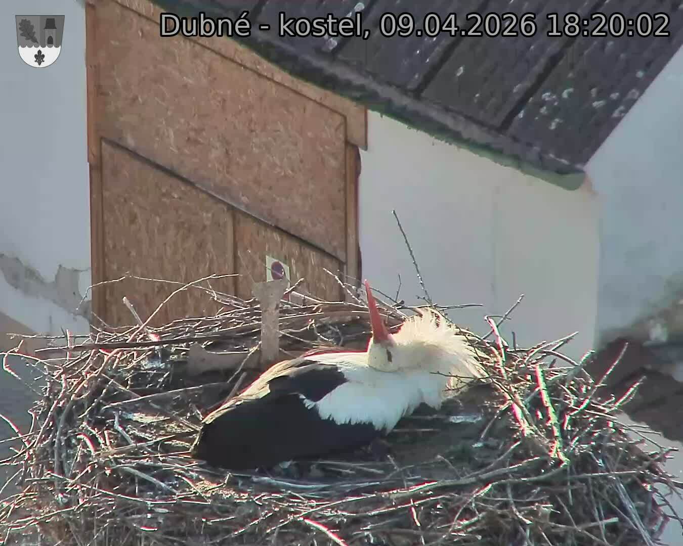 Capi_Dubne_20260409_182002.jpg (1350&nbsp;x&nbsp;1080)