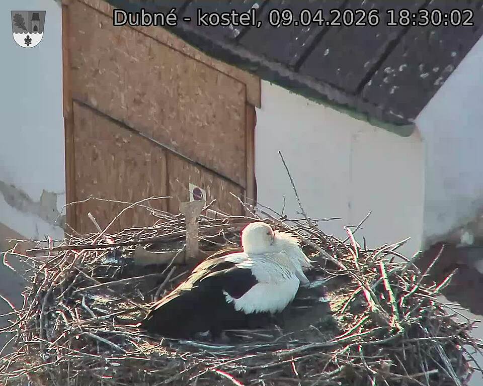 Capi_Dubne_20260409_183002.jpg (1350&nbsp;x&nbsp;1080)