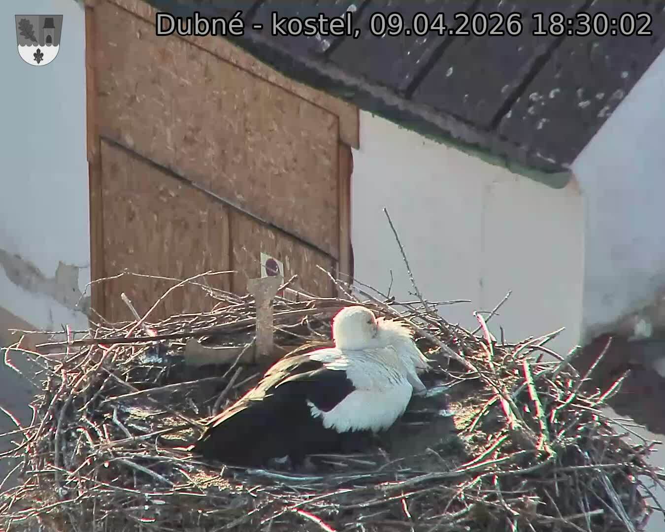 Capi_Dubne_20260409_183002.jpg (1350&nbsp;x&nbsp;1080)