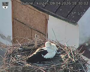 Capi_Dubne_20260409_183002.jpg (1350&nbsp;x&nbsp;1080)