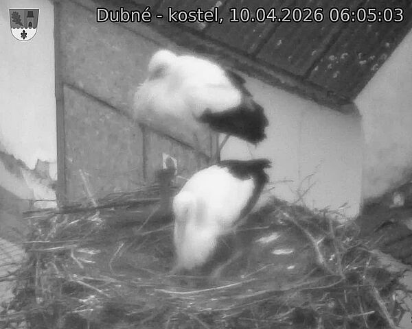 Capi_Dubne_20260410_060503.jpg (1350&nbsp;x&nbsp;1080)