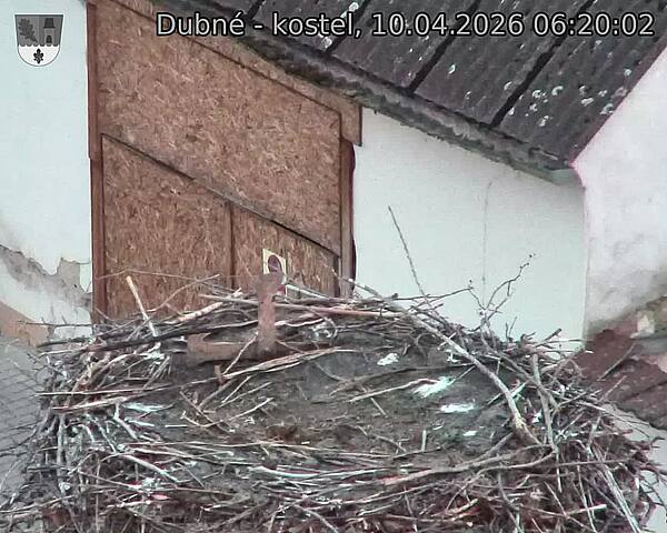 Capi_Dubne_20260410_062002.jpg (1350&nbsp;x&nbsp;1080)