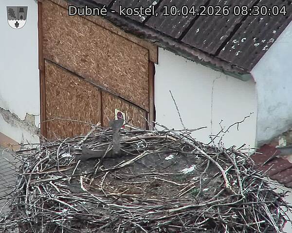 Capi_Dubne_20260410_083004.jpg (1350&nbsp;x&nbsp;1080)