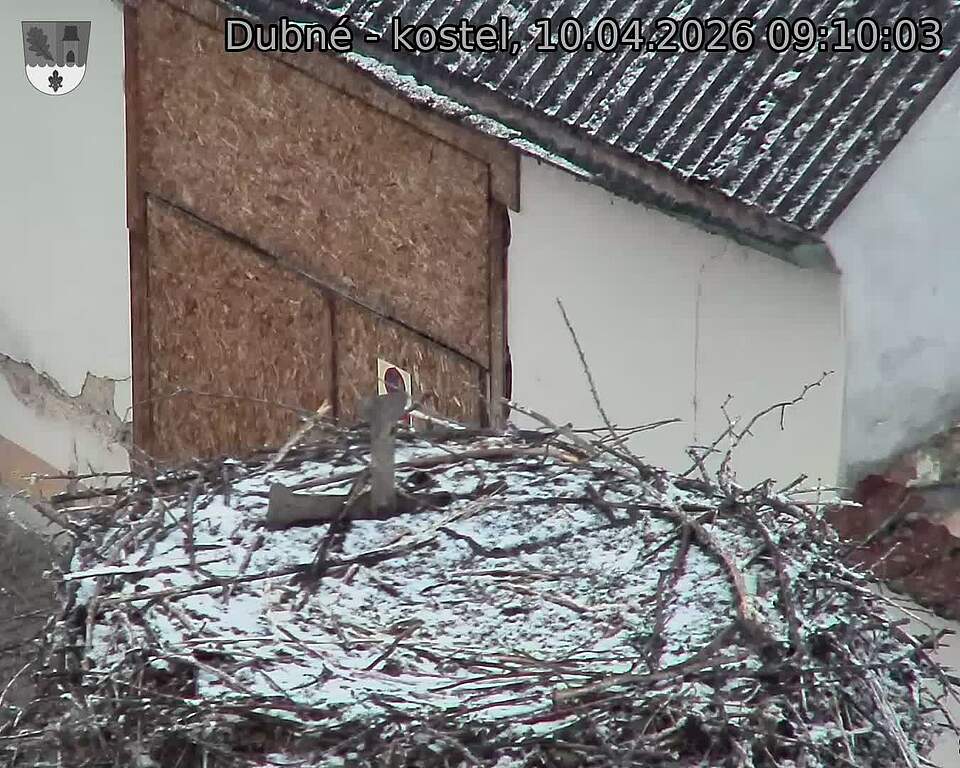 Capi_Dubne_20260410_091003.jpg (1350&nbsp;x&nbsp;1080)