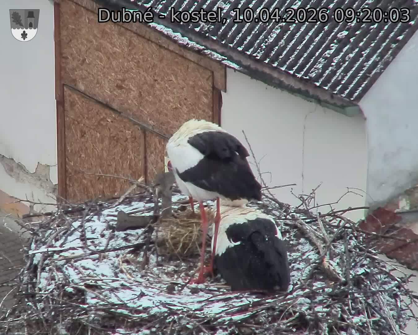 Capi_Dubne_20260410_092003.jpg (1350&nbsp;x&nbsp;1080)