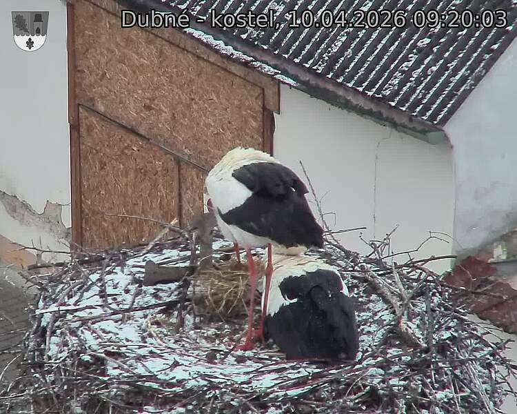 Capi_Dubne_20260410_092003.jpg (1350&nbsp;x&nbsp;1080)