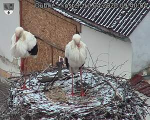 Capi_Dubne_20260410_094004.jpg (1350&nbsp;x&nbsp;1080)