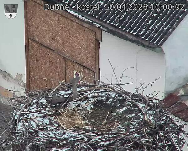 Capi_Dubne_20260410_100002.jpg (1350&nbsp;x&nbsp;1080)