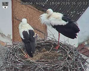 Capi_Dubne_20260410_161002.jpg (1350&nbsp;x&nbsp;1080)