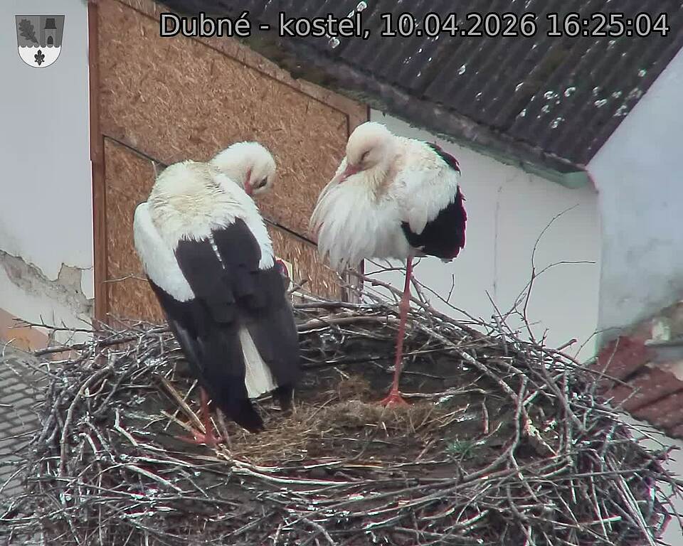 Capi_Dubne_20260410_162504.jpg (1350&nbsp;x&nbsp;1080)